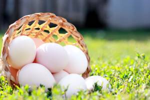 Farm fresh egg