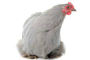Chicken khara [1kg] (650 to 750 gm) meat