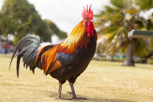 Country chicken 1kg(650gm to 750gm)