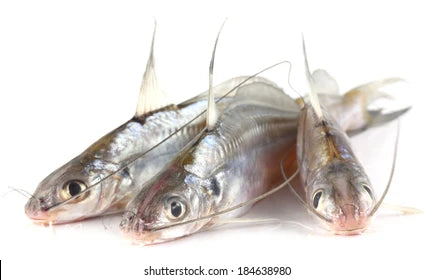 Tengra fish(800 to 1 kg)
